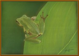 TJ031 - Green Tree Frog